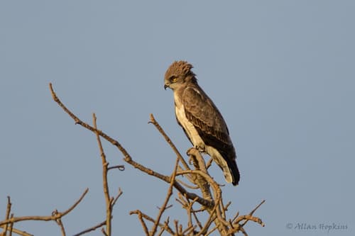 Beaudouin's Snake-Eagle