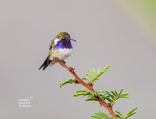 Beautiful Hummingbird