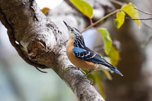 Beautiful Nuthatch
