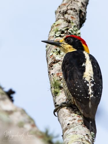 Beautiful Woodpecker