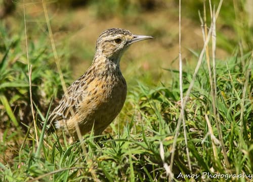 Beesley's Lark
