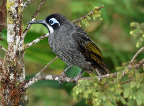 Belford's Melidectes