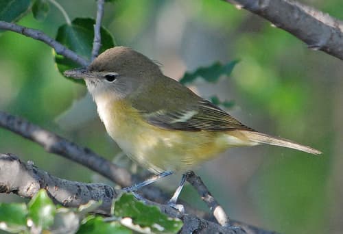 Bell's Vireo