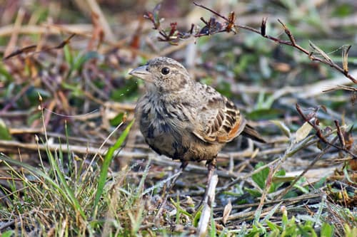 Bengal Bushlark