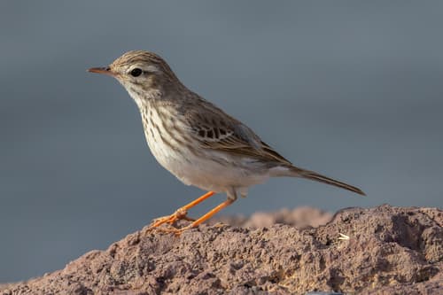 Berthelot's Pipit