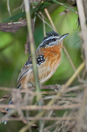 Bertoni's Antbird