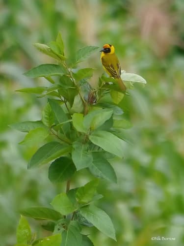 Bertram's Weaver