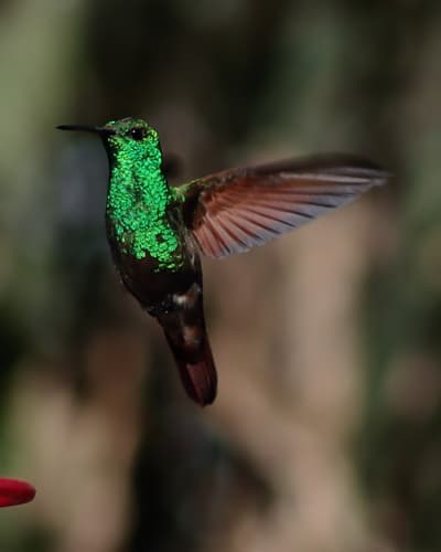 Berylline Hummingbird