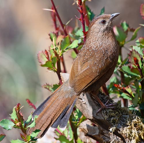Bhutan Laughingthrush