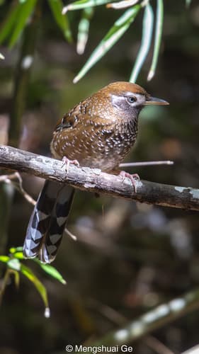 Biet's Laughingthrush