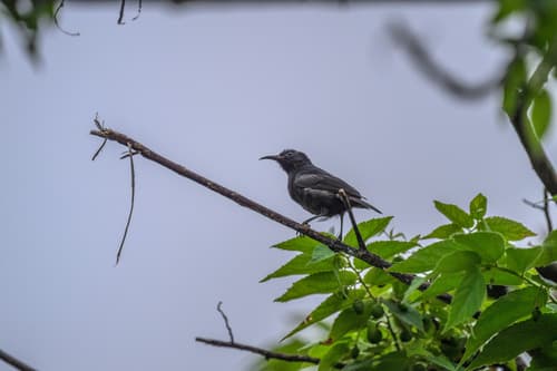 Bismarck Black Myzomela