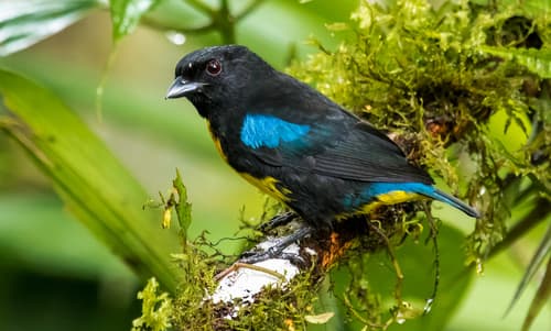 Black-and-gold Tanager