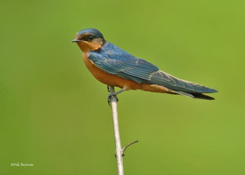 Black-and-rufous Swallow