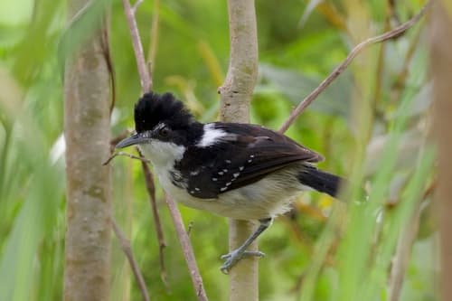 Black-and-white Antbird
