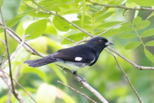 Black-and-white Tanager