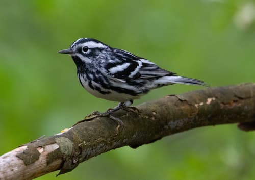 Black-and-white Warbler