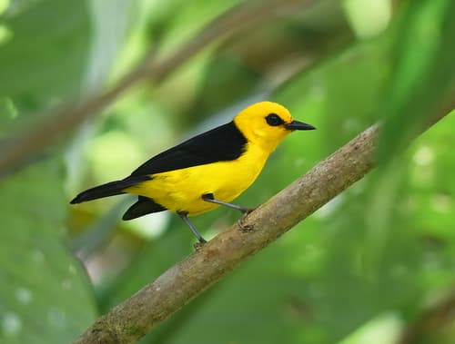 Black-and-yellow Tanager