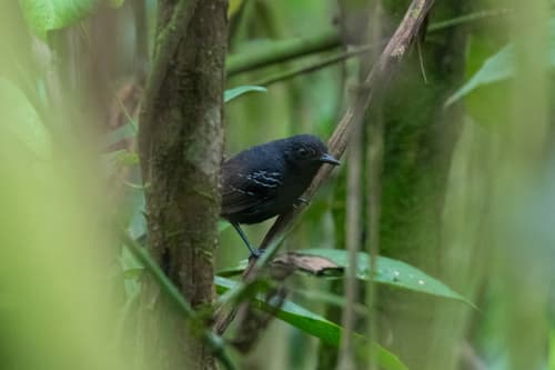 Black Antbird