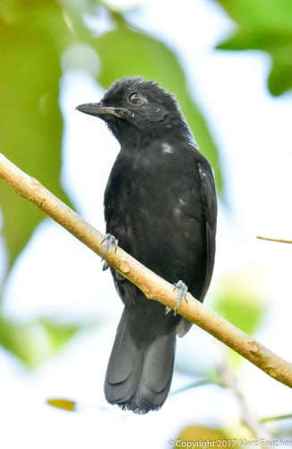 Black Antshrike