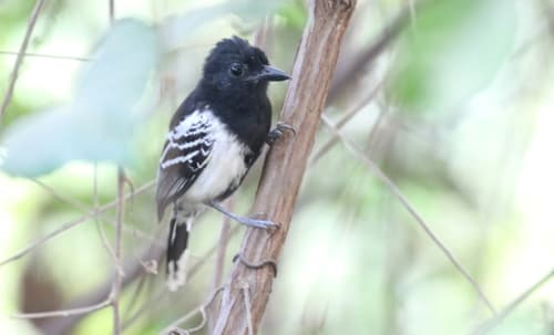 Black-backed Antshrike