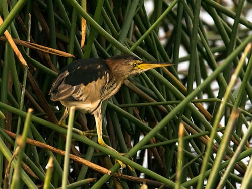 Black-backed Bittern