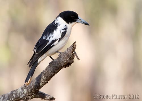 Black-backed Butcherbird
