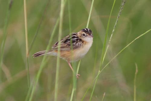 Black-backed Cisticola