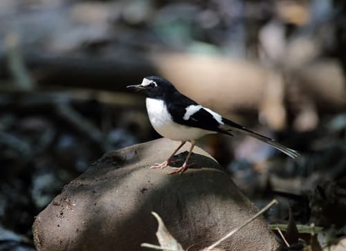 Black-backed Forktail
