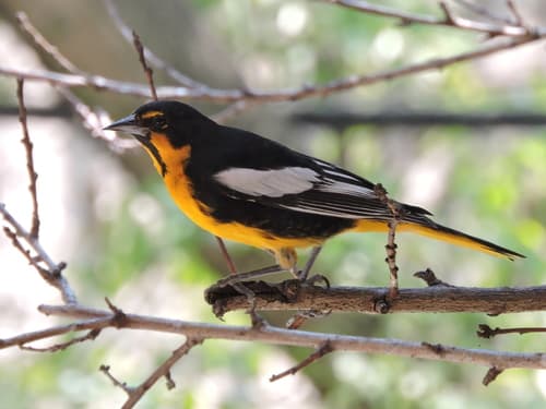 Black-backed Oriole