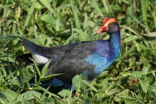 Black-backed Swamphen