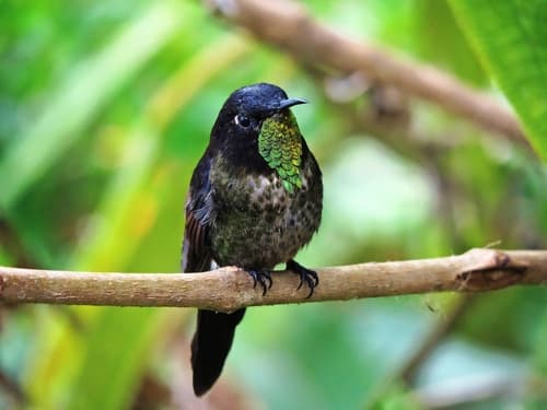 Black-backed Thornbill