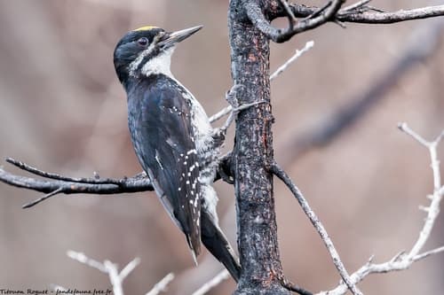 Black-backed Woodpecker