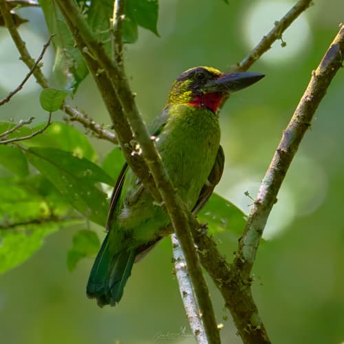 Black-banded Barbet