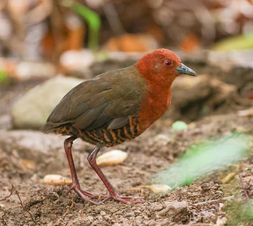 Black-banded Crake