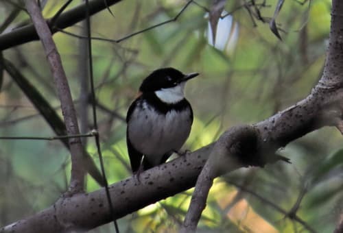 Black-banded Flycatcher