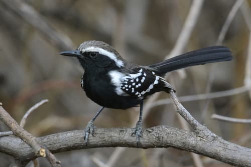 Black-bellied Antwren