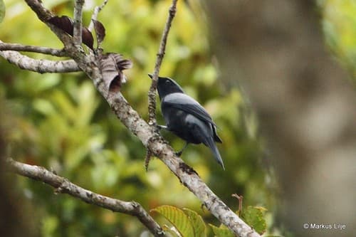 Black-bellied Cicadabird