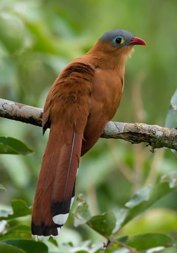 Black-bellied Cuckoo