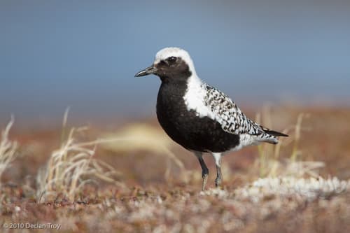 Black-bellied Plover