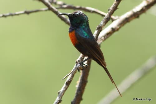 Black-bellied Sunbird