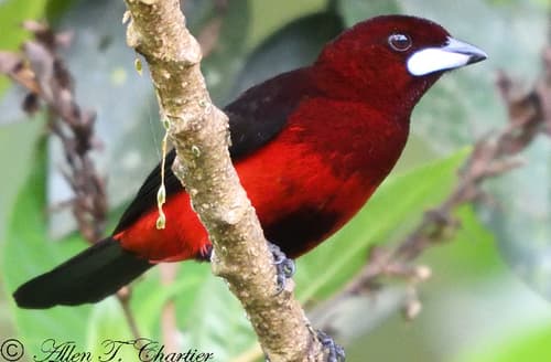 Black-bellied Tanager