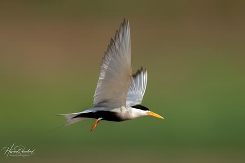 Black-bellied Tern
