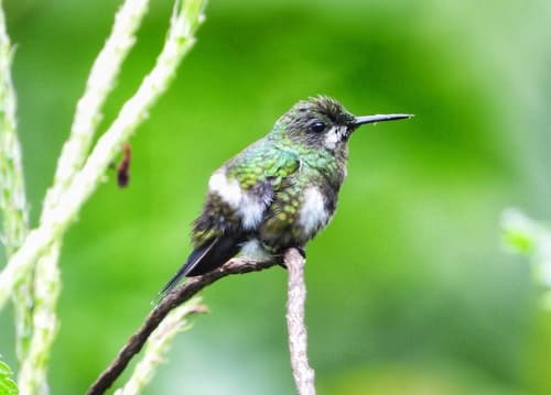 Black-bellied Thorntail