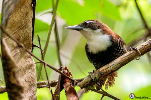 Black-bellied Wren