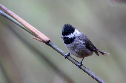 Black-bibbed Tit