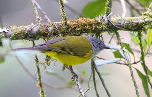 Black-billed Hemispingus