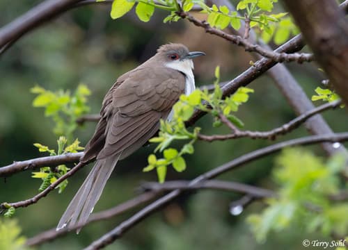 Black-billed Cuckoo