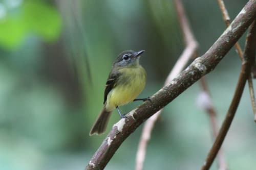 Black-billed Flycatcher