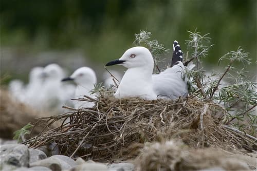 Black-billed Gull