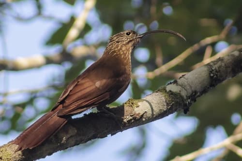 Black-billed Scythebill
